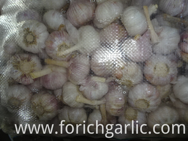 High Quality Fresh Normal White Garlic 5 0cm